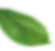 default/imagex/folha-esq.png