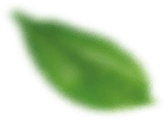 default/imagex/index/projetos/folha-d.png